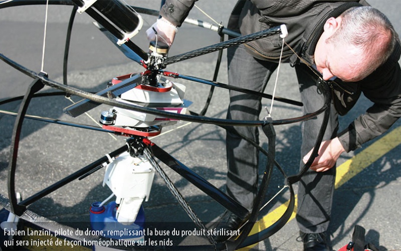 Faux bourdon contre vrais goélands