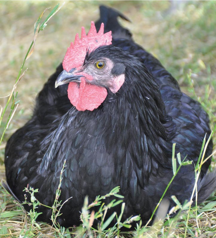 Adoptez deux poules noires du Berry !