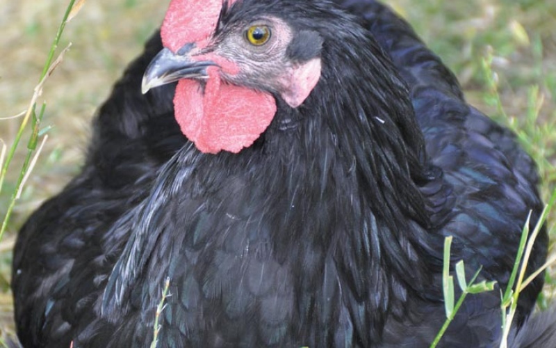 Adoptez deux poules noires du Berry !