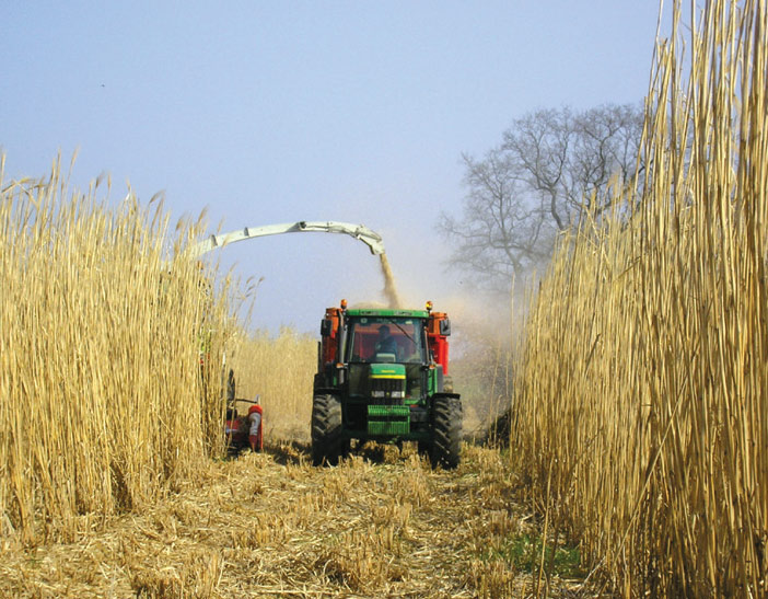 Le géant miscanthus au service du territoire