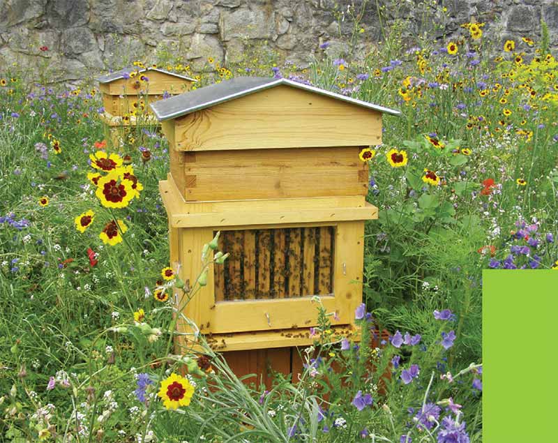 Le jardin protecteur des abeilles