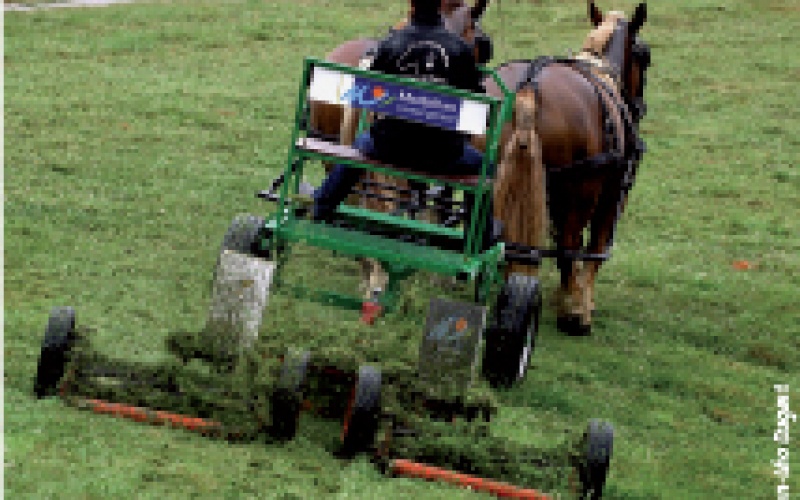 Les atouts du cheval territorial