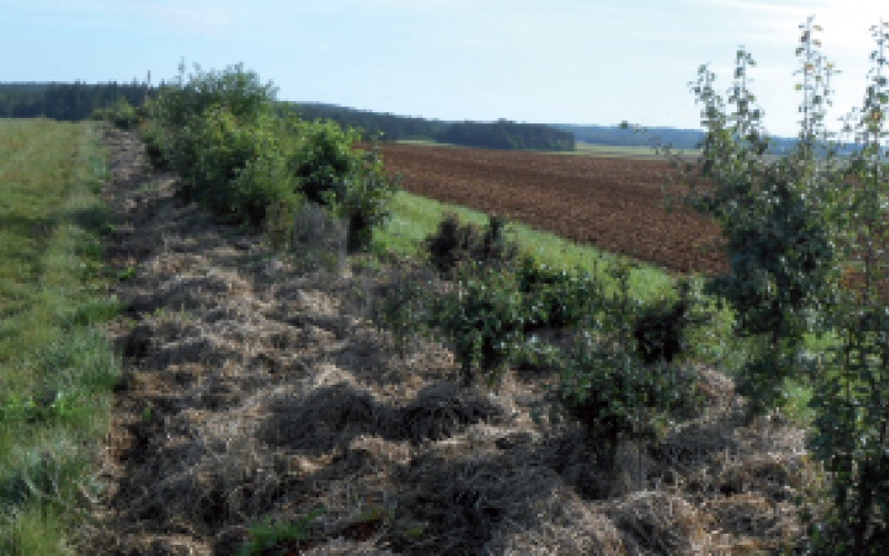 Le bocage, l'arme naturelle