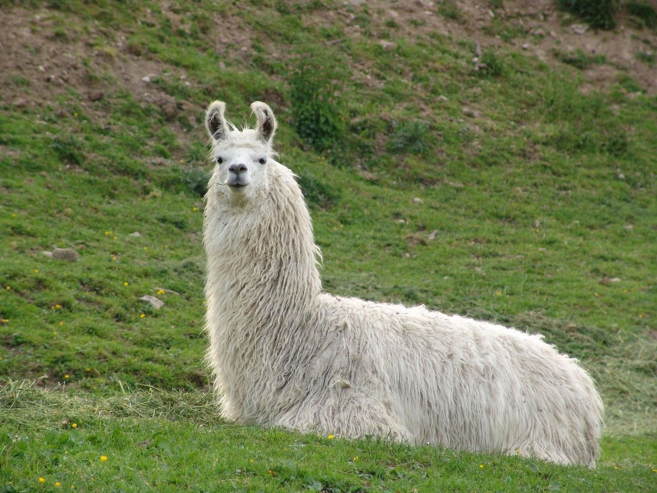 ​A Narbonne, les lamas remplacent les tondeuses