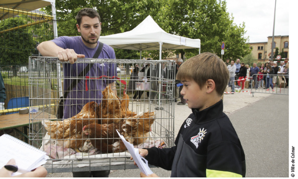 Les familles de l’agglo de Colmar sont venues chercher leurs poules, qui serviront à faire baisser la quantité de biodéchets dans les poubelles des foyers. Les poules mettent le couvert