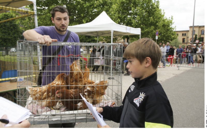 Les poules mettent le couvert