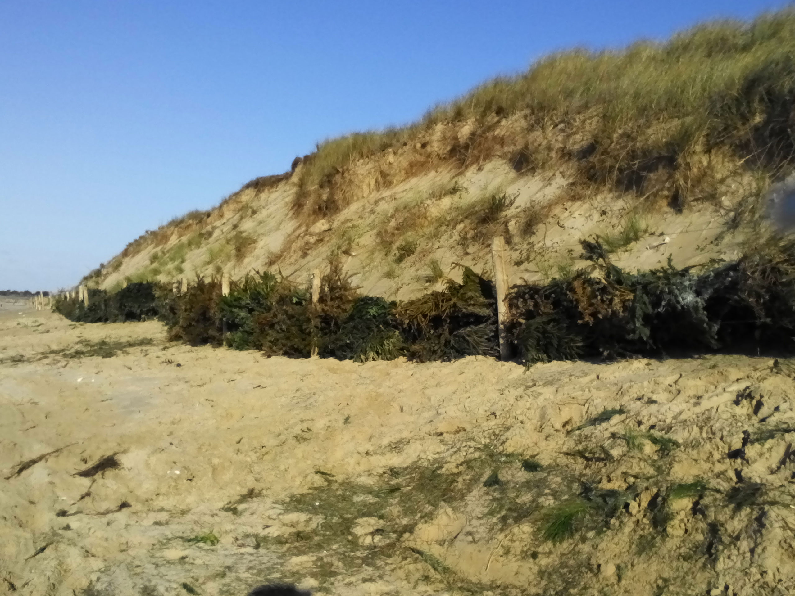 Espaces naturels Les sapins de Noël renforcent les dunes