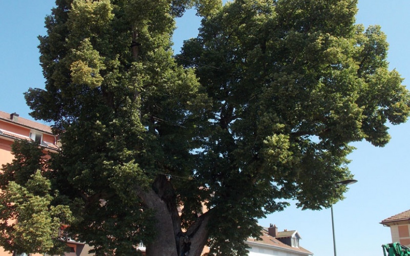 Innover pour sauver des arbres