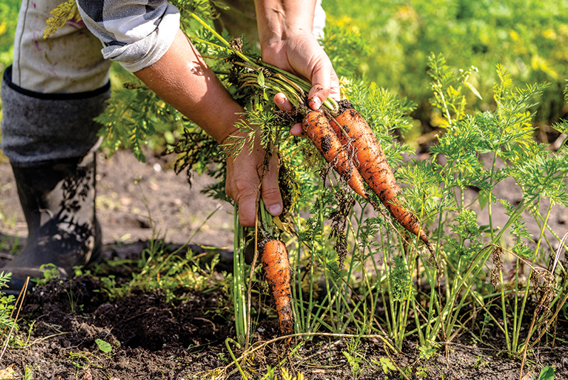 Rapprochez producteurs locaux et restauration collective