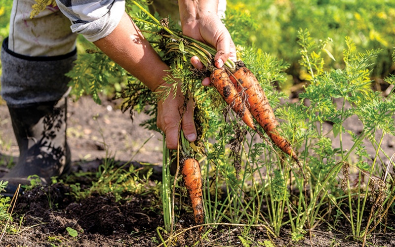 Rapprochez producteurs locaux et restauration collective