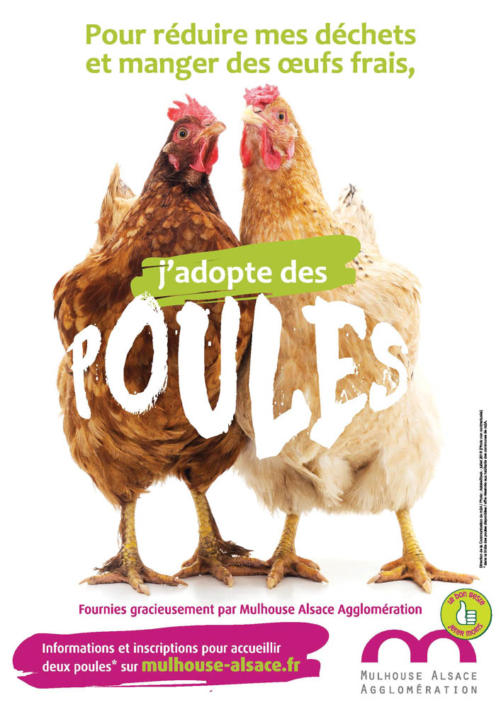 DES POULES POUR RÉDUIRE LES DECHETS