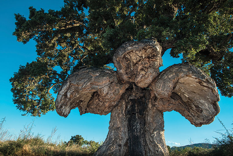 L'arbre de l'année : Des arbres exceptionnels distingués