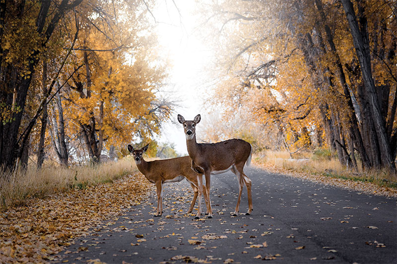 Routes : des radars pour les animaux sauvages