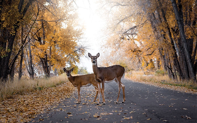 Routes : des radars pour les animaux sauvages