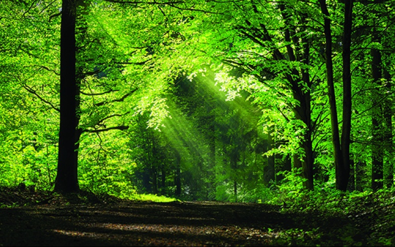 DES HOMMES ET DES ARBRES "10 ANS POUR TRANSFORMER LE TERRITOIRE"