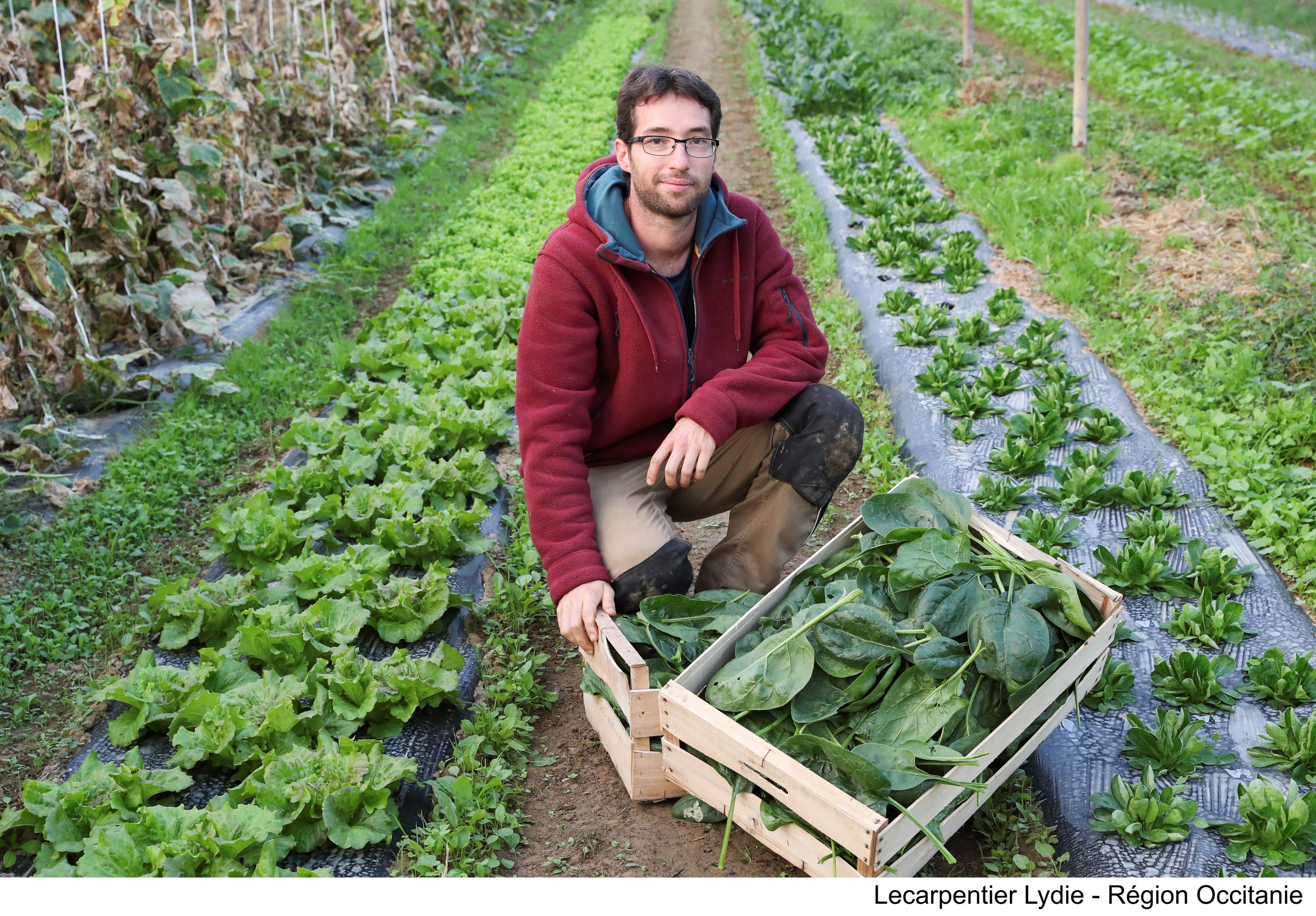 Occitanie. une plateforme pour commander ses courses et consommer local