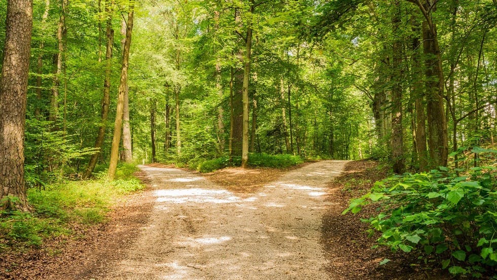 ONF, 14 projets pour l'avenir des forêts