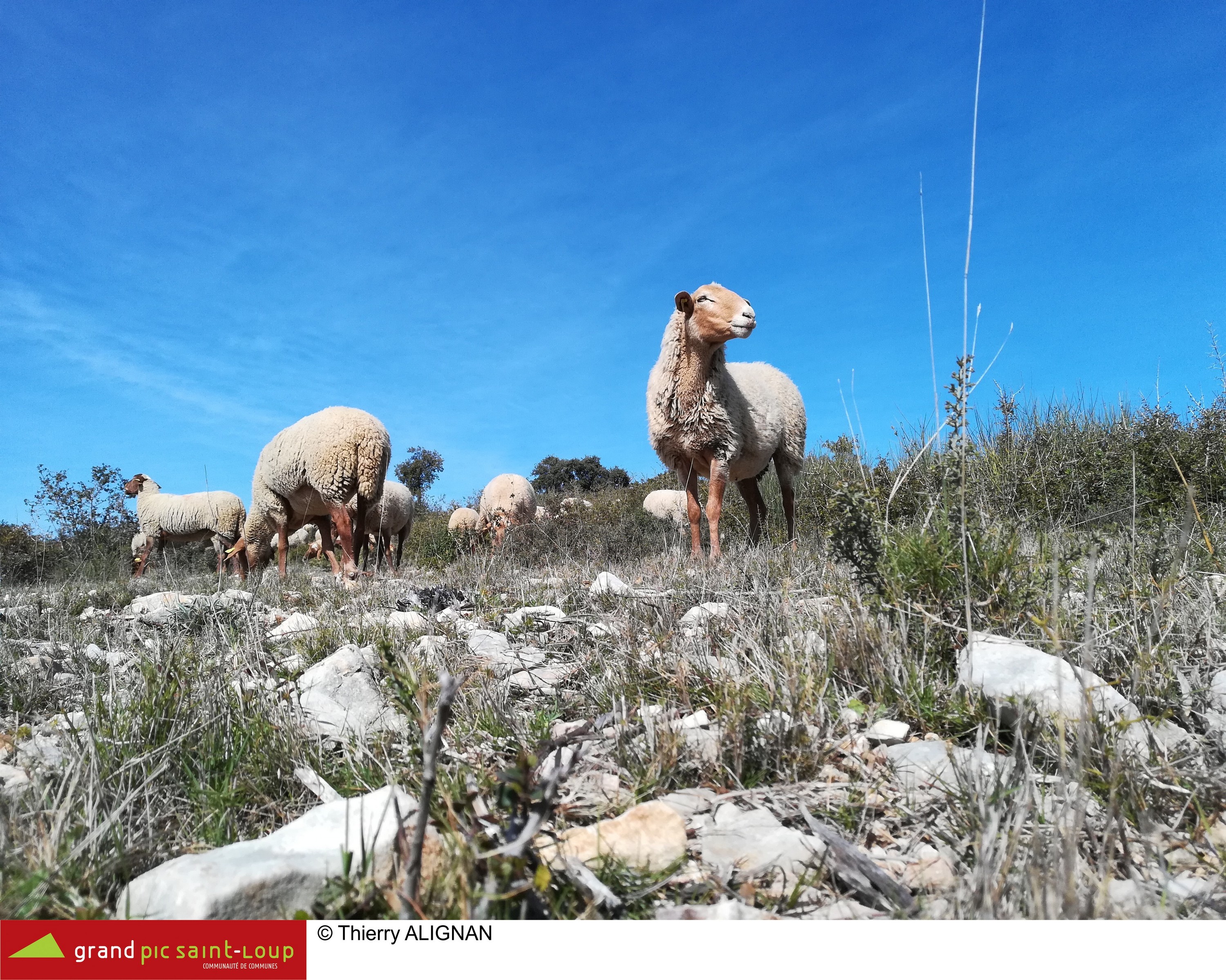 Le pastoralisme, une solution pour prévenir les incendies